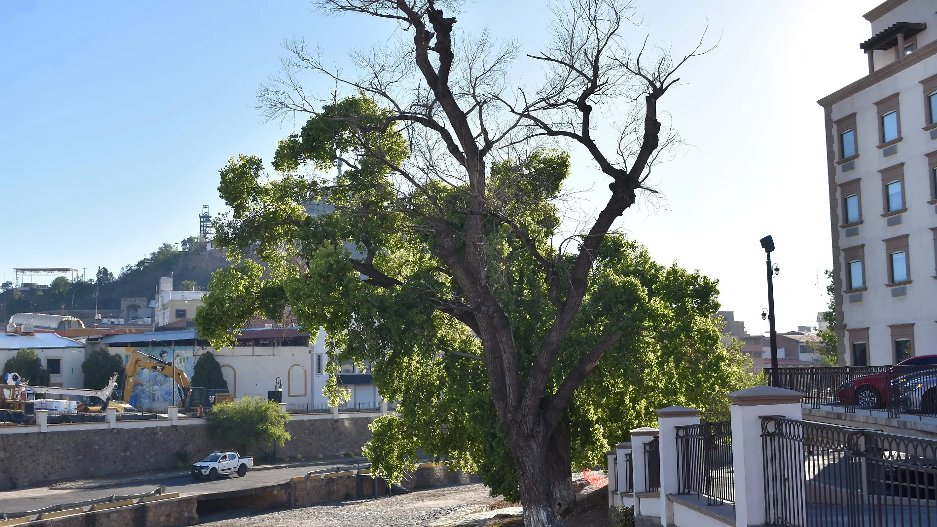 ARBOL 1 nota de luis